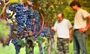 produttori vino km 0 cascina belmonte