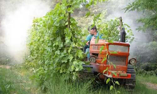 winegrowers working in the vineyard